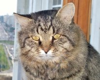 Котовторник 30.09.2014