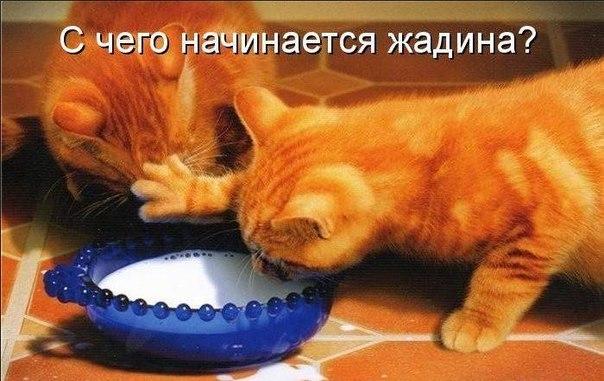 20 самых известных котов в интернете.