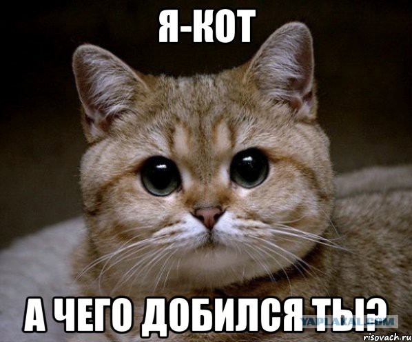 Пристыдил