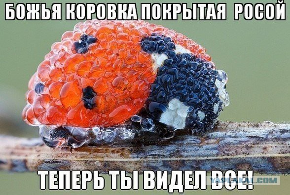 Картинки из сети