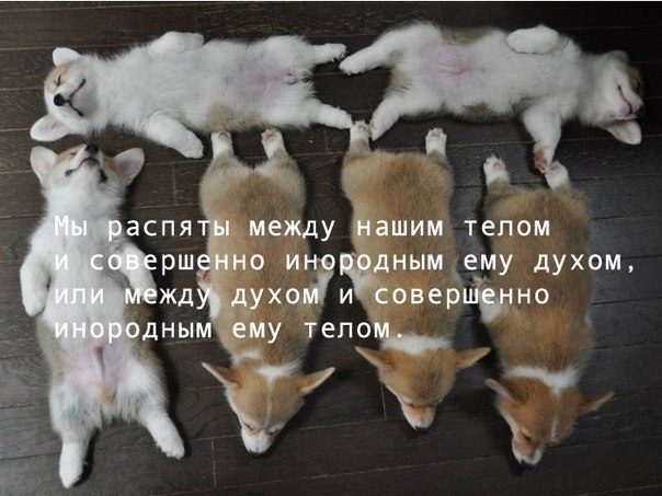 Картинки с буквами