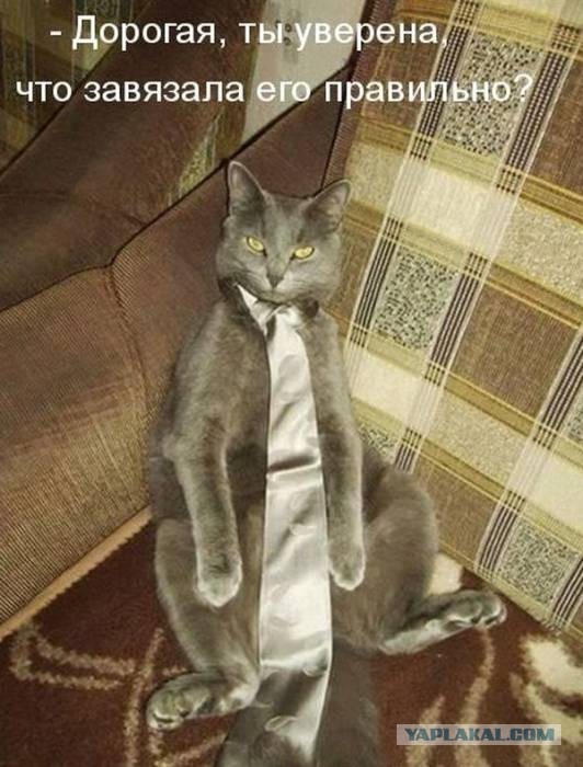 41 веселая картинка