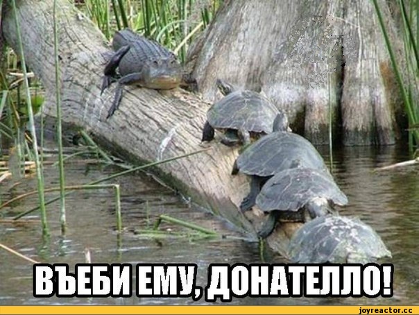 Американец заснял енота, катающегося на аллигаторе