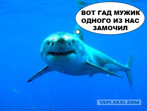 Австралиец забил насмерть акулу оторванной ногой
