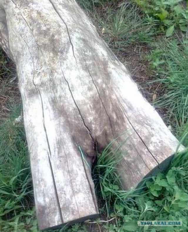 В защиту мужчин