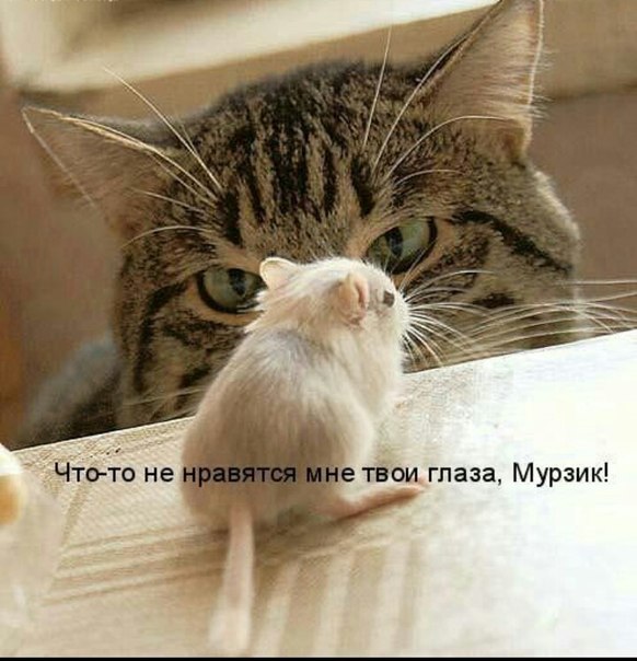 Прикольные картинки