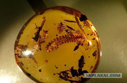 Сохранённый в смоле одуванчик