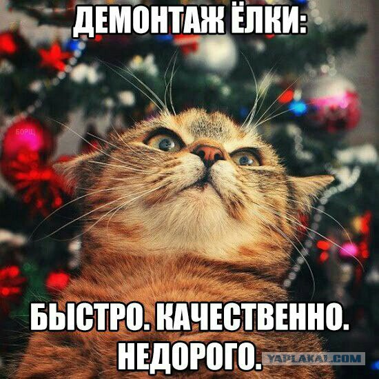 Котовторник
