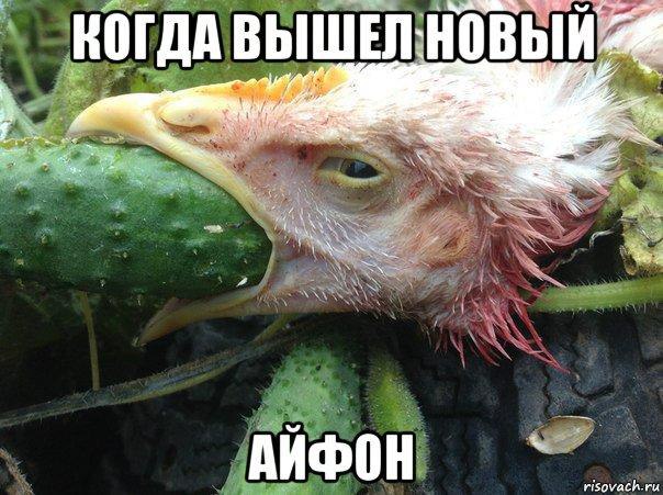 В мире животных