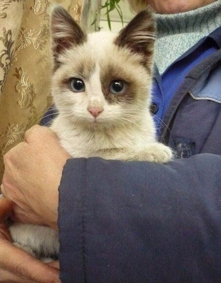 Коты из сети