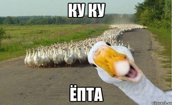 Самые смешные животные