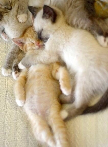 Коты из сети