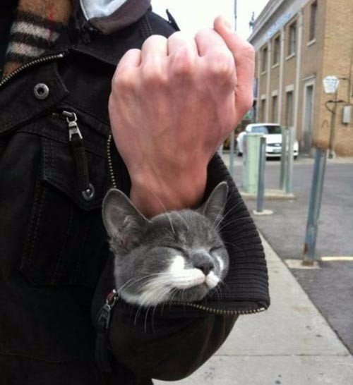 Коты и Кошки