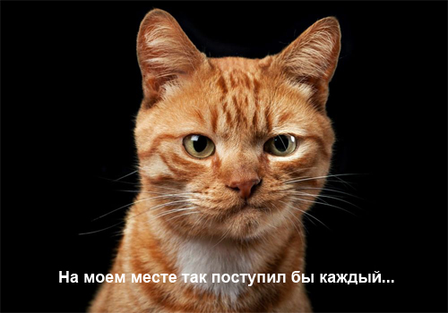 Атака кота на наглую крысу