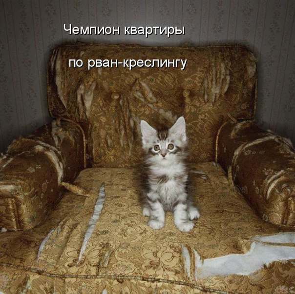 Коты и Кошки