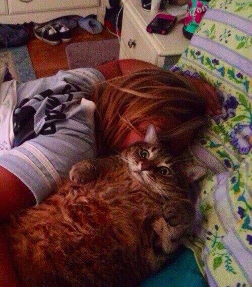 Коты и Кошки