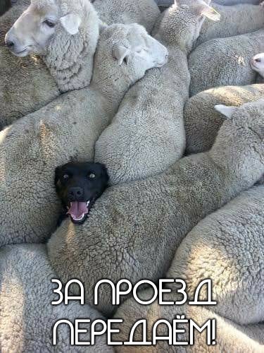 Нестандартный юмор