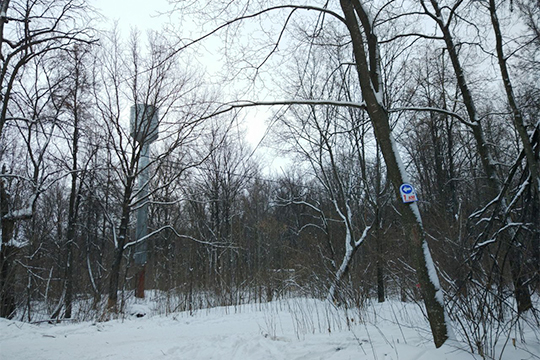 В лесу Нижнекамска зверски убили лыжницу