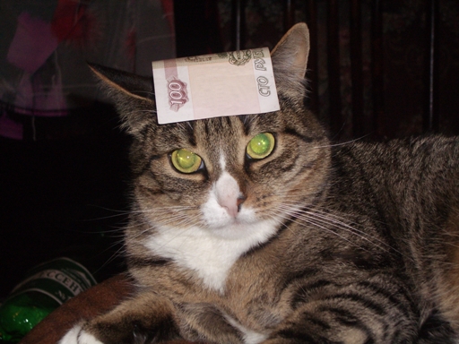 Прикольные коты на среду! ОЧЕНЬ МНОГО!