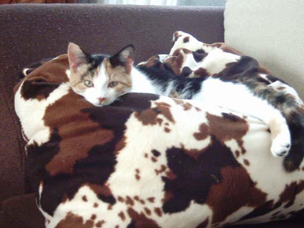 Котовторник  на  ЯПлакалъ