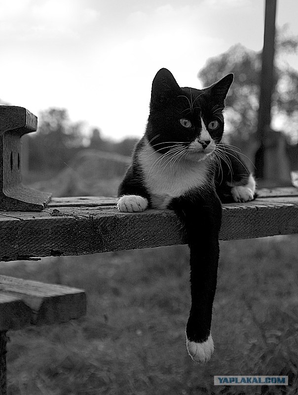 Котовторник на ЯПлакалъ
