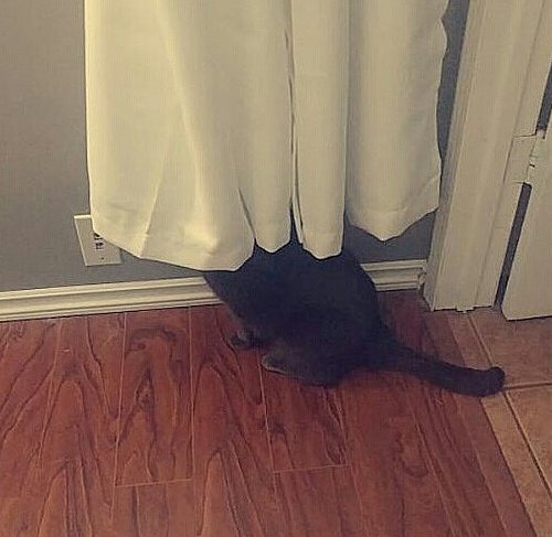 Прикольных котов пост