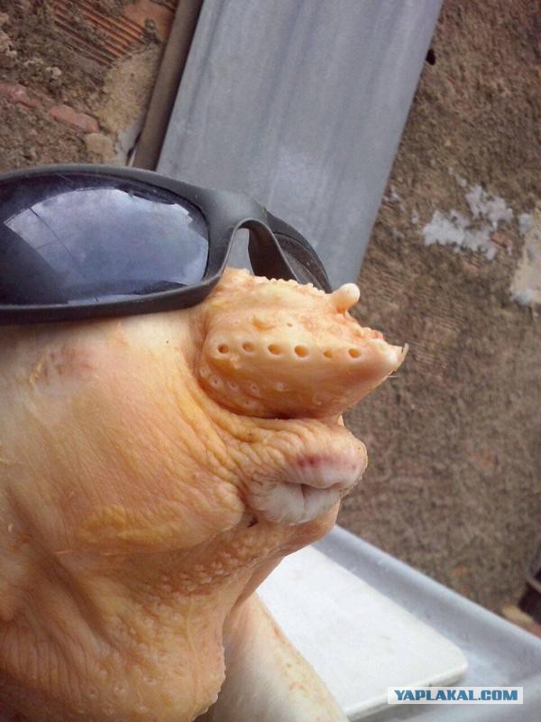 Кухонные приколы