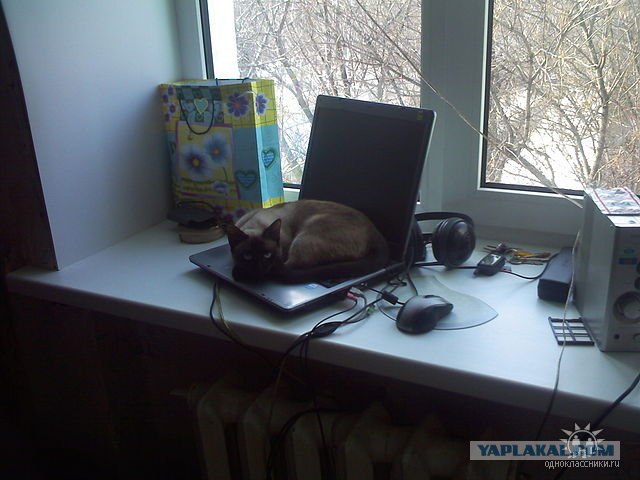 Котовторник?