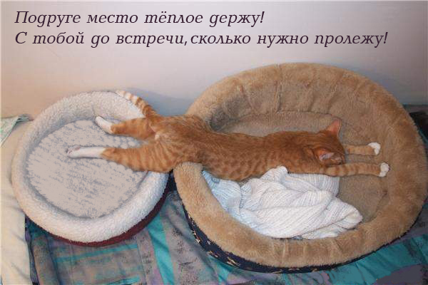 Котовторник 15.02.2011