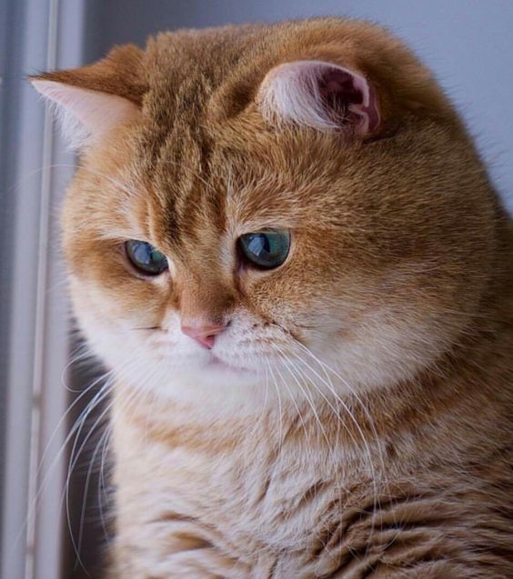 Прикольных котов пост