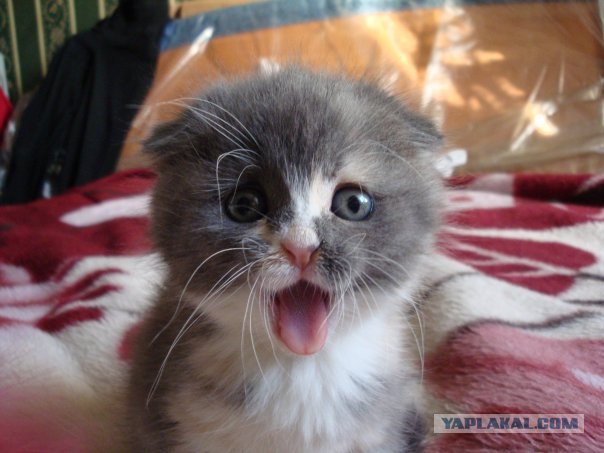 Котовторник 10.04.2012