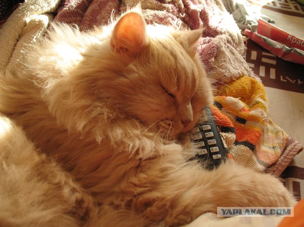 Котовторник 1 мая 2012