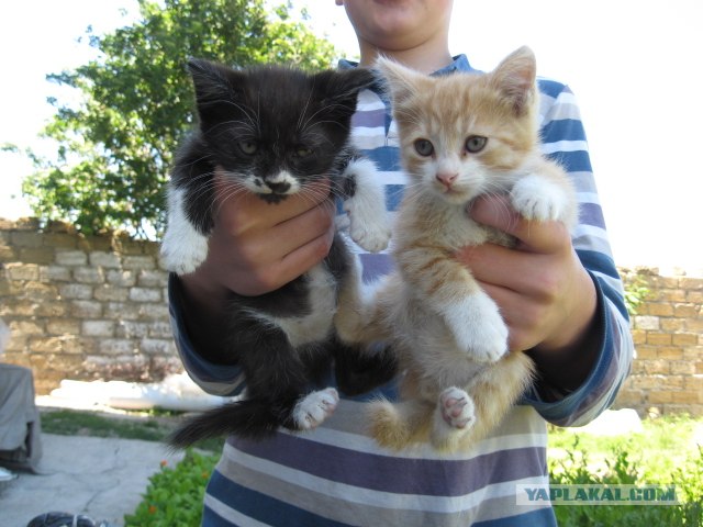 Котовторник 07.08.2012