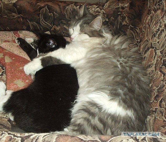 Котовторник  21.08.12