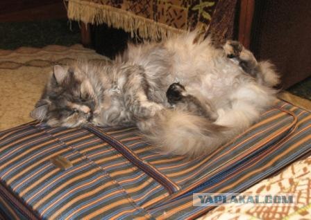 Котовторник  16.10.12
