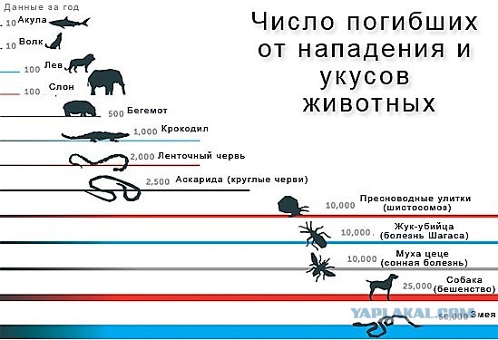 Во Владимире собаки насмерть загрызли молодого мужчину