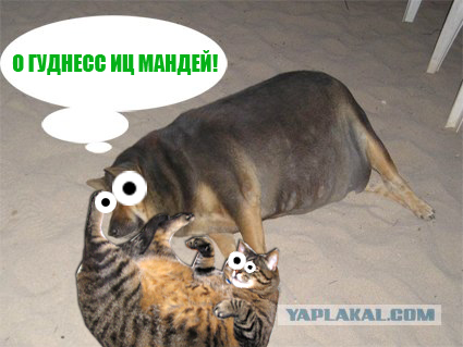 Фотожаба: О чем же думает собака?....