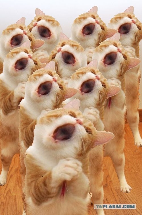Кот певец