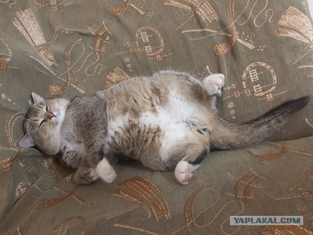 Котовторник. Добавляйте своих