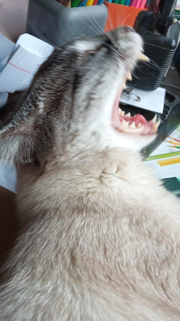 Даешь котовторник!