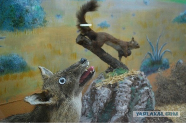 Путин приехал посмотреть, как обрабатывают шишки в Архангельской области