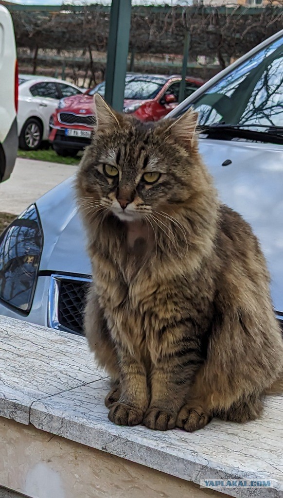 В Воронеже стая бездомных собак напала на ребёнка
