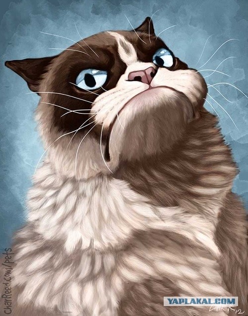 День рождения у Grumpy Cat