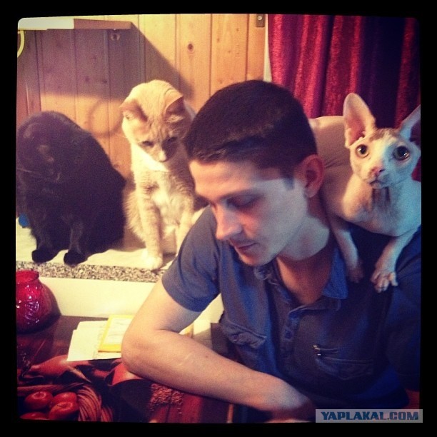 Котовторник 09.04.2013