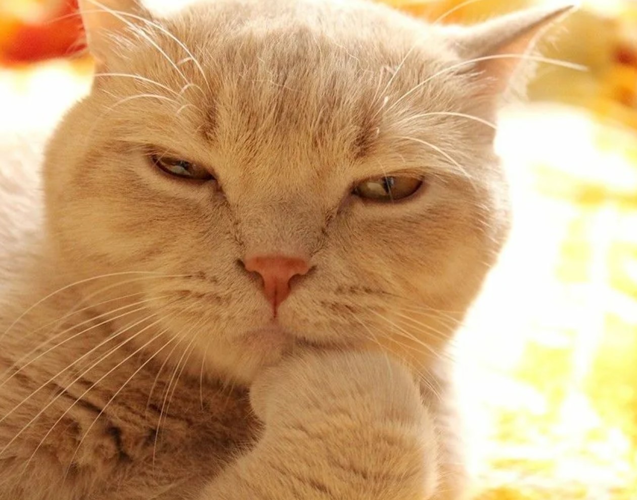 Ну их бывших