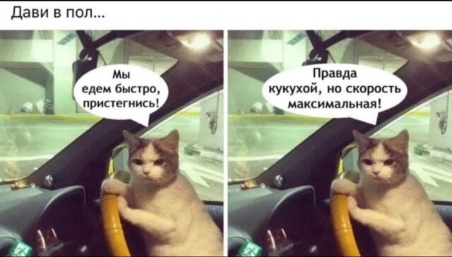 К котовторнику: подборка картинок-баянов с котиками и про котиков. Выпуск 10