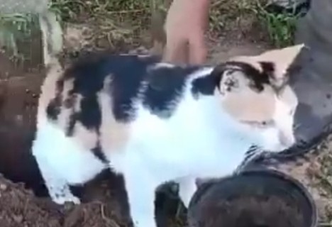 Агроном в огороде