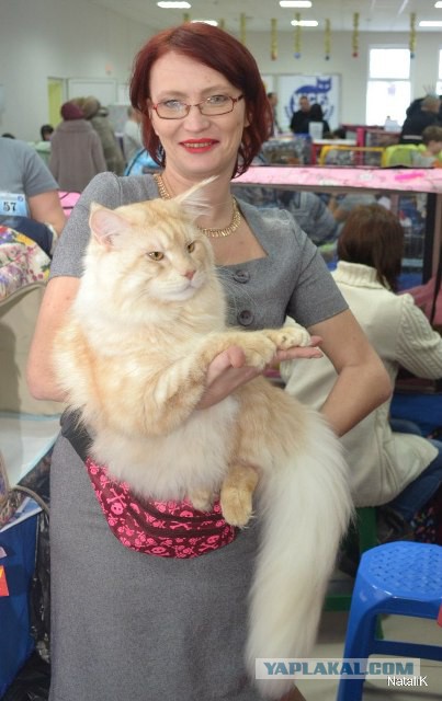 Котовторник   17.12.2013
