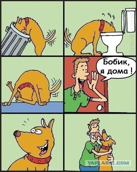На тему собакосрача...