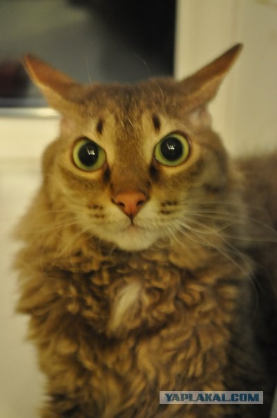 Котовторник 18.03.2014